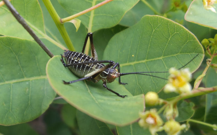 Neanide maschio di Barbitistes cfr alpinus (melanico?)